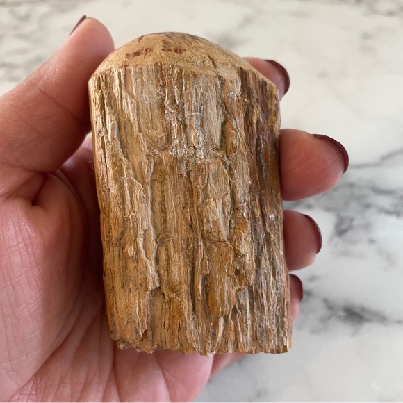 Petrified Wood - Picture 3 of 7